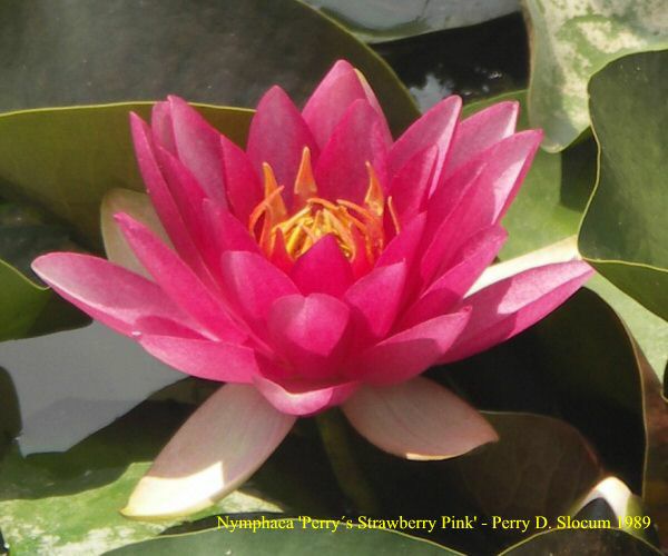 Nymphaea 'Strawberry Pink'